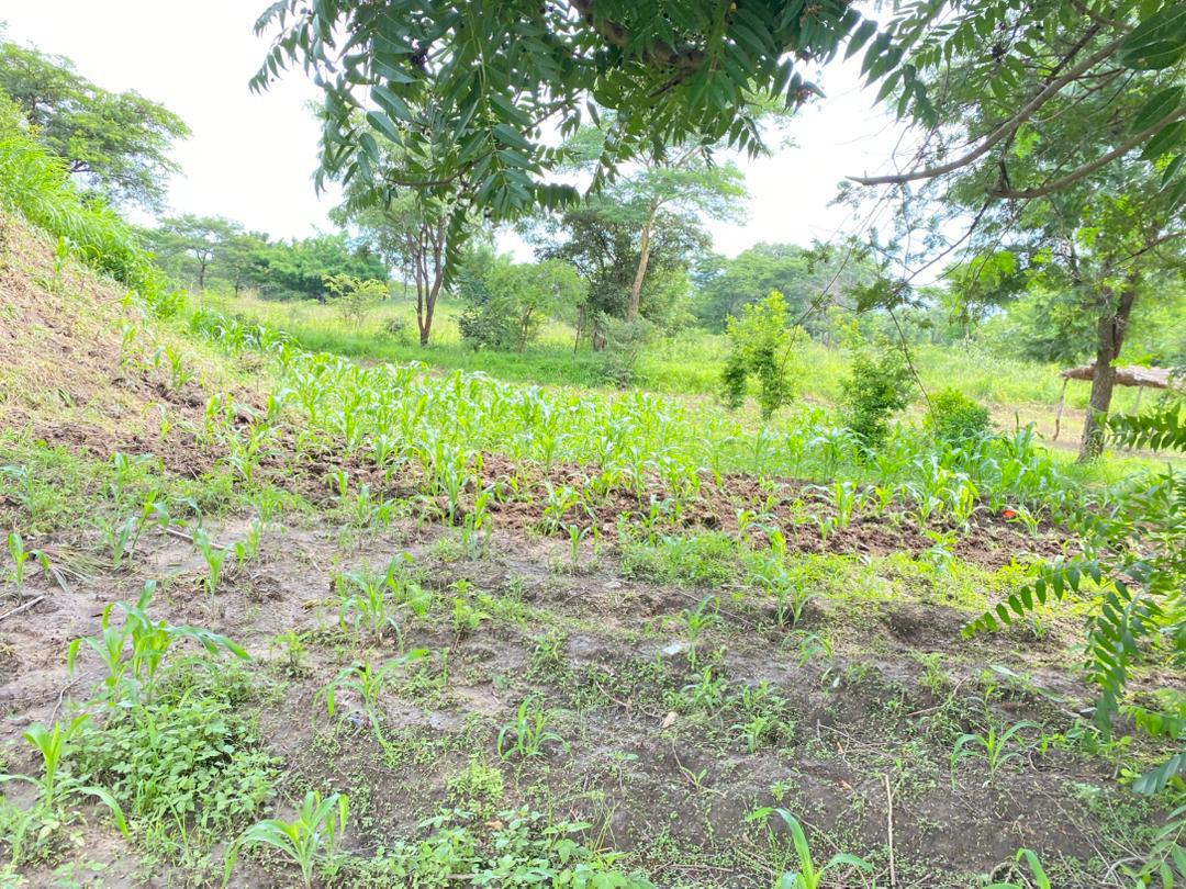 Sprouting crops