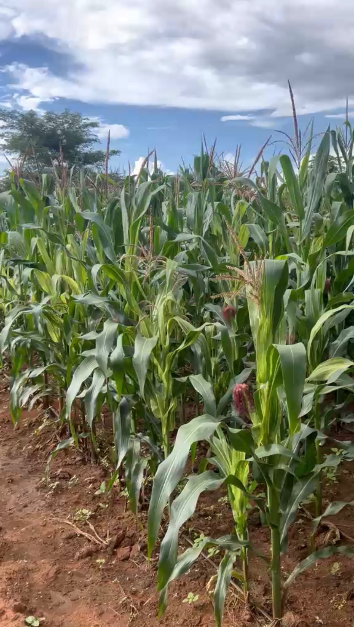 Mature crops