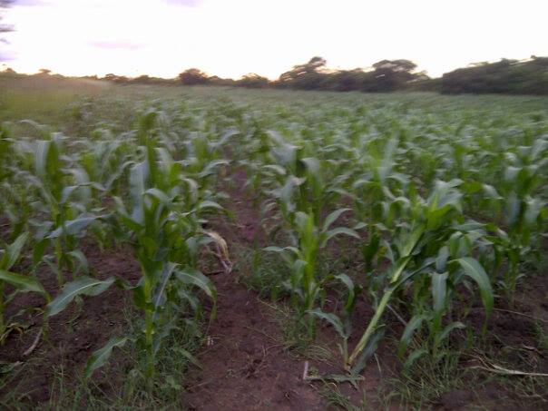 Sally — FieldGuide early adopter and maize farmer, Zambia