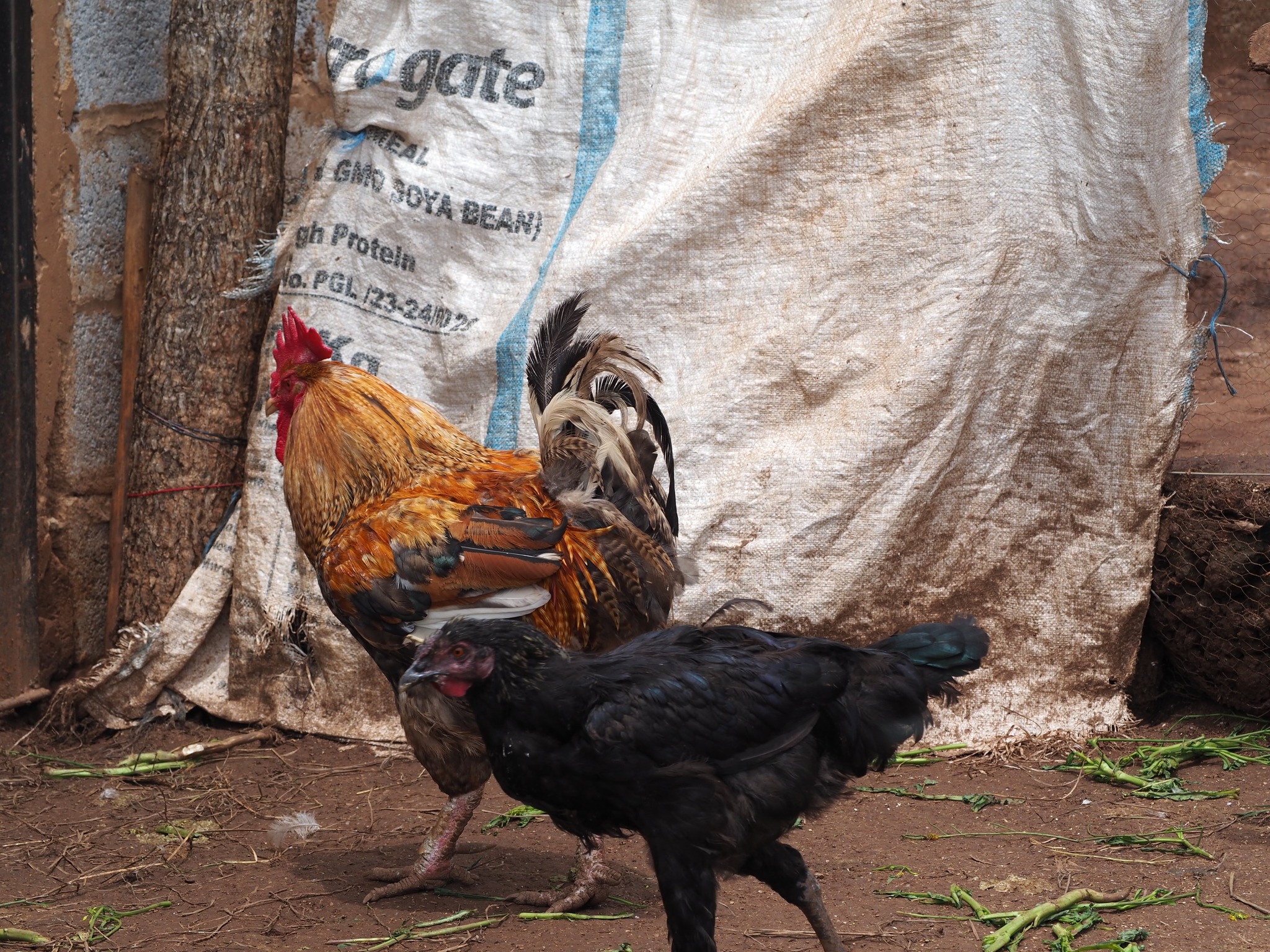 Sheep at Nyawa Farms — Zambia