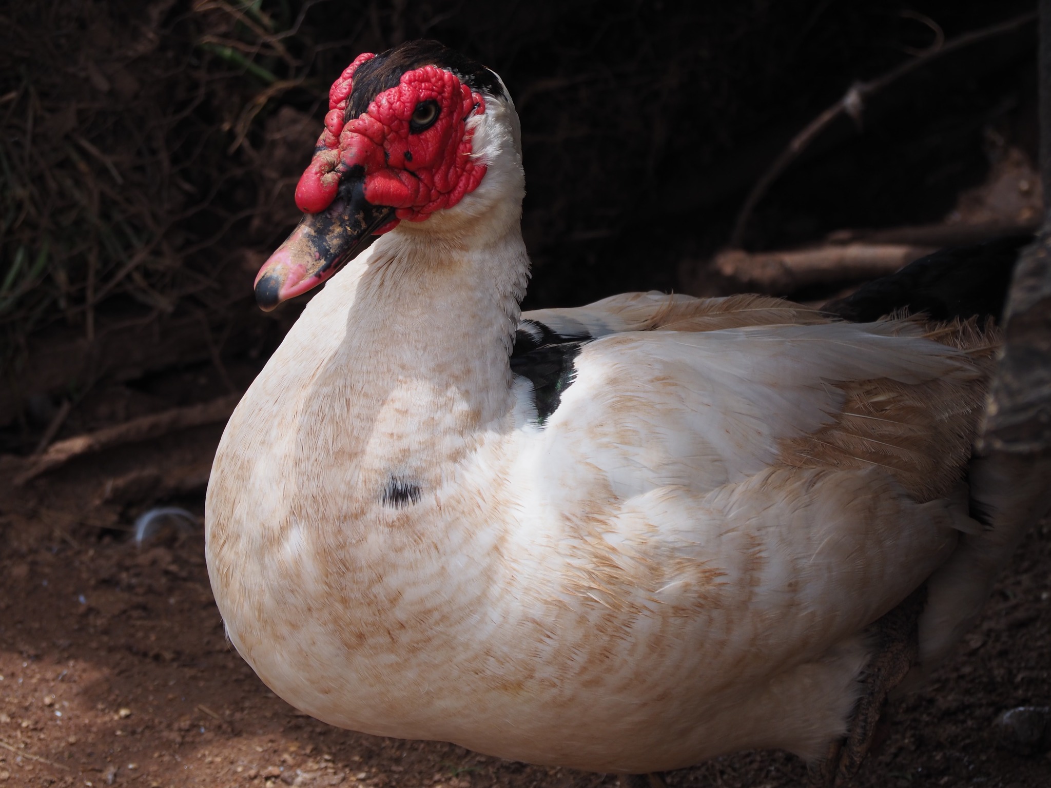 Ducks on the farm — Zambia