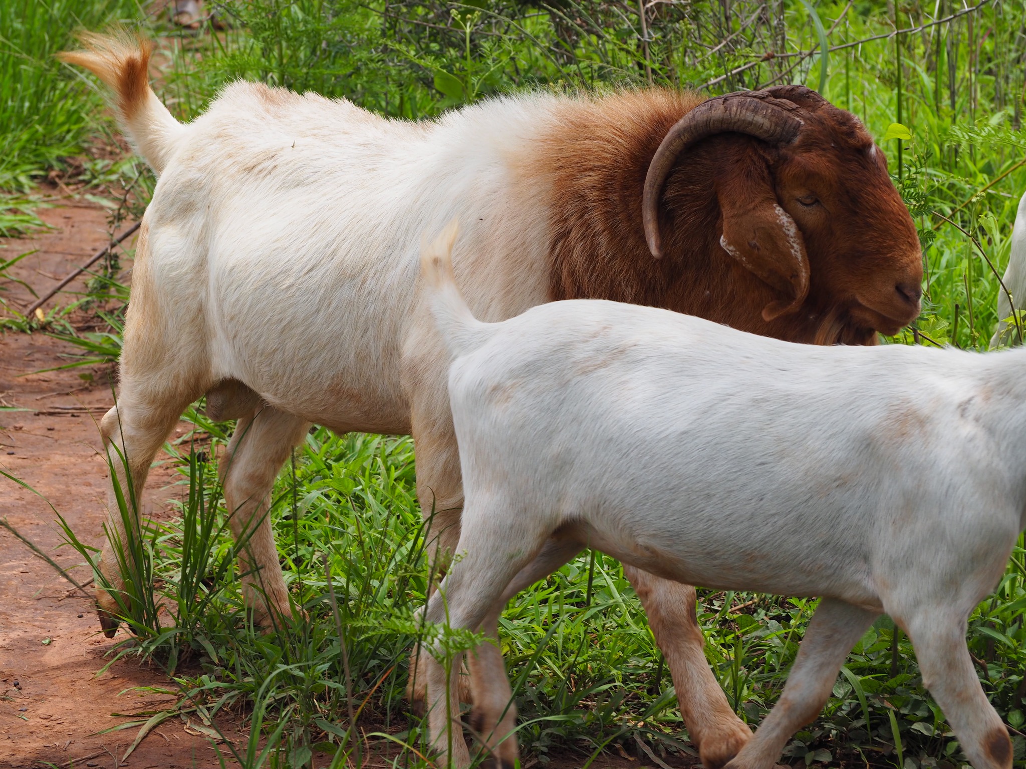 Goat herding — Zambia
