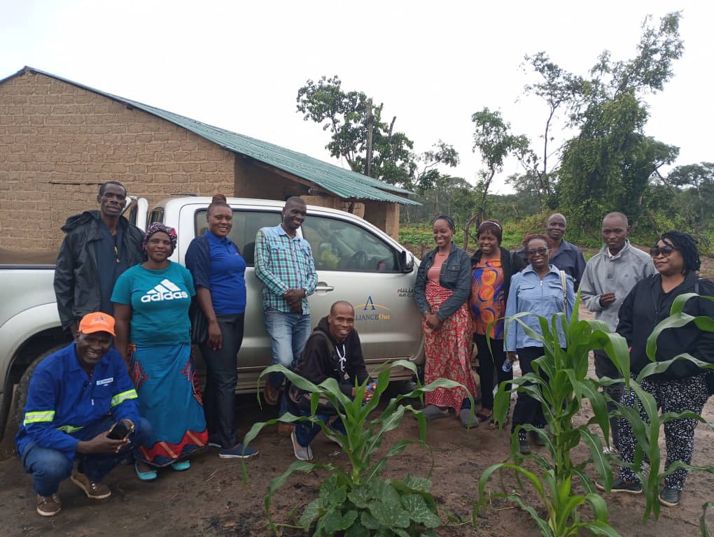 Maize being transported from the field — Zambia