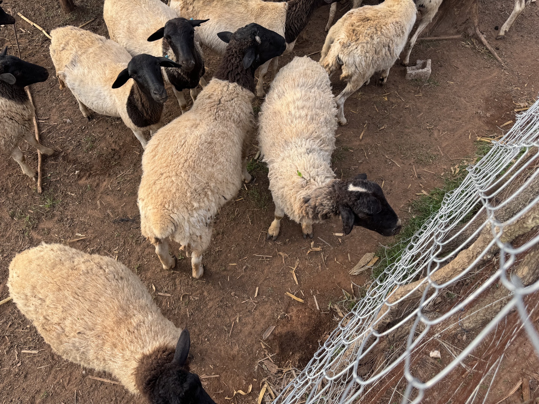 Nyawa Farms — sheep, Zambia