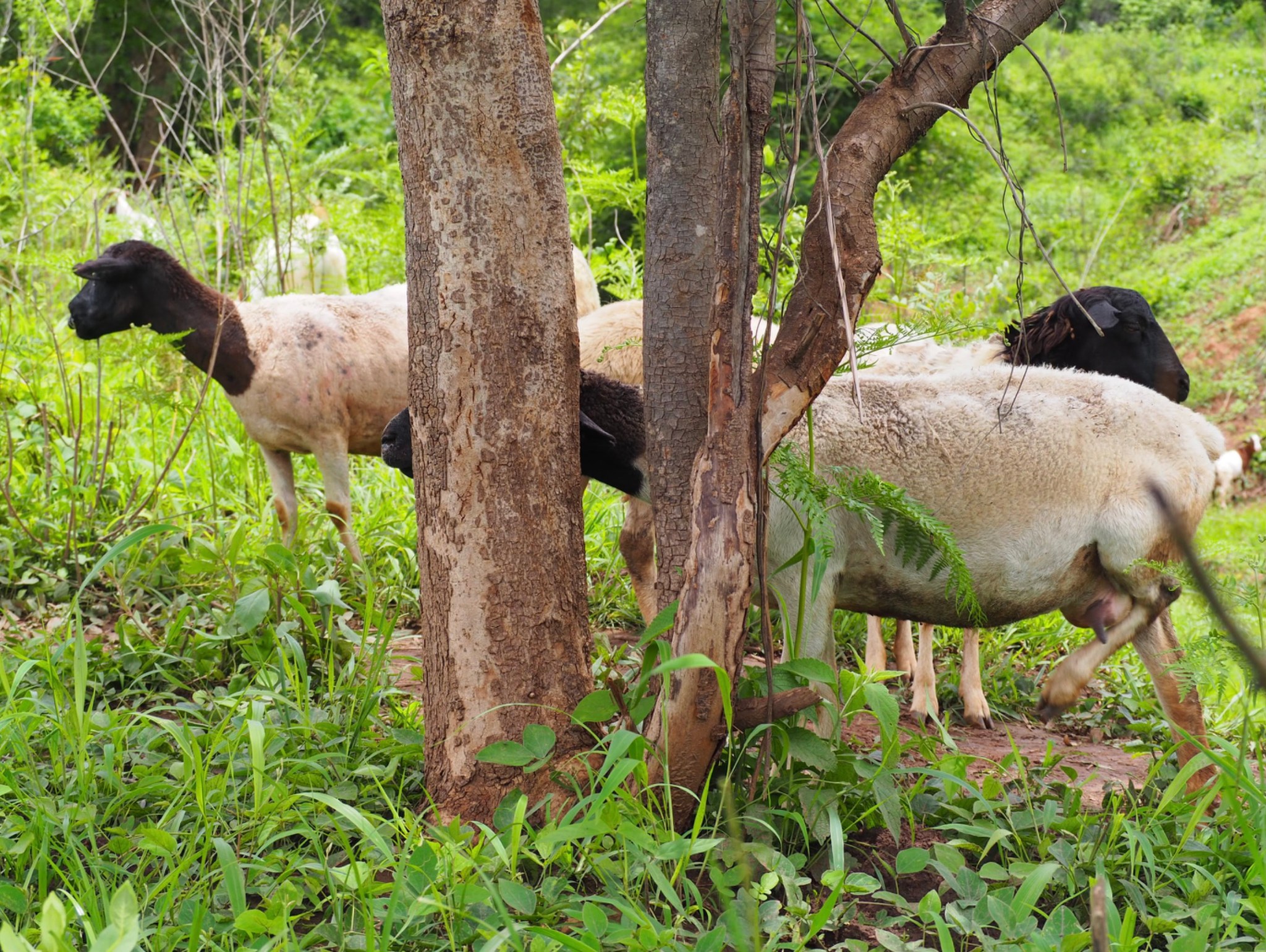 Sheep — field visit, Zambia