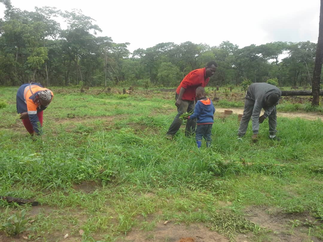 Field validation work in Zambia